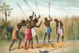 作物的故事︱高粱在中国：从备荒作物到主粮图片