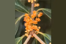 不要吃、不要捡！近期街头大量出现图片