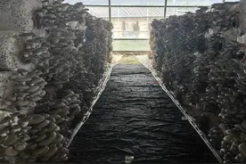 滨州“福哲思”种出食用菌新品种图片