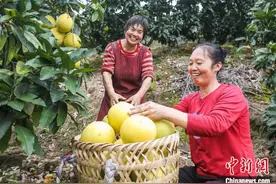 酸甜总相宜 重庆垫江柚子远销欧亚图片