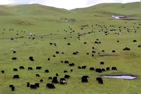 【甘南州牦牛产业高质量发展】甘南牦牛产业发展的绿色“加减法”图片