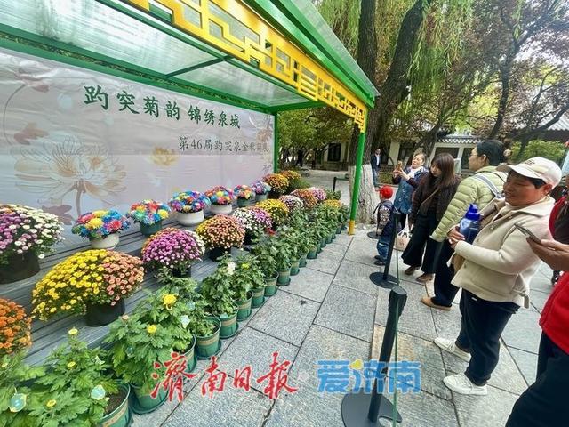 一年四季 泉在济南丨提前探营！趵突泉第46届金秋菊展静候绽放