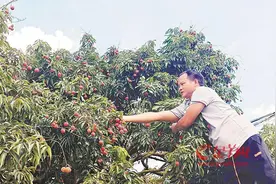 看从化荔枝“变形记” 7万棵低效荔枝树实现“高接换种”图片