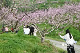 踏青好时节田园花烂漫！盘点福州近郊赏花好去处图片