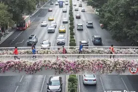 广州三角梅又盛放，红白粉紫满天桥，杠杠的城市景观主输出图片