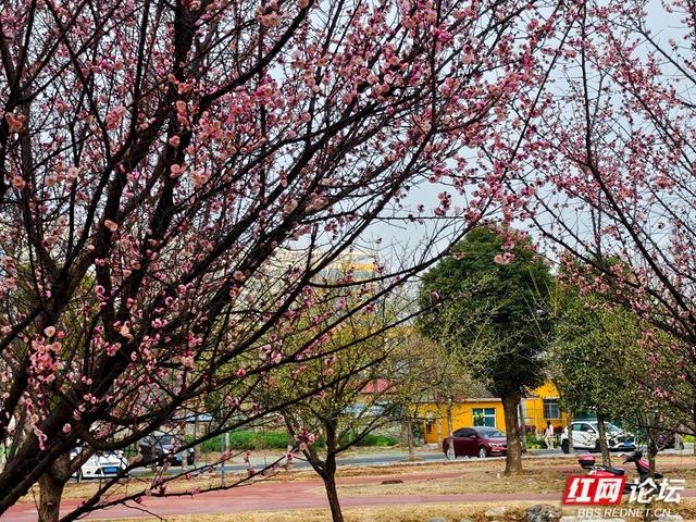 深冬腊月，去安乡八芒星广场寻找第一缕花香