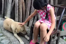 解禁中华田园犬背后的社会发展变迁图片