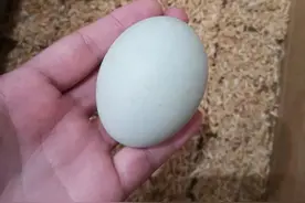 水煮都不腥的鸭蛋！夫妻俩南京农大毕业，回浙江养鸭，不打激素……图片