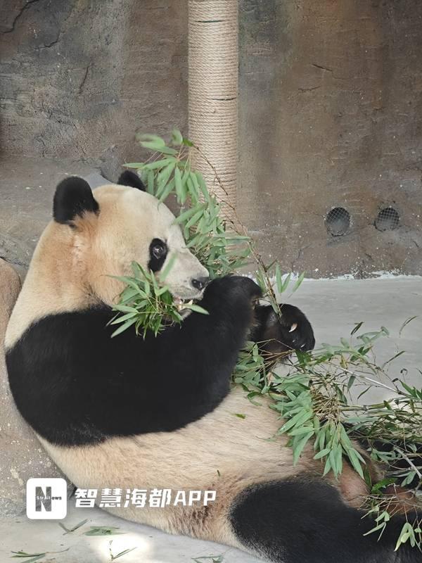 全城“萌动”！福州人的周末，被这5只“滚滚”承包了！