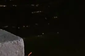 广东的蟑螂会发光？网友：又进化了！都会挥荧光棒了图片