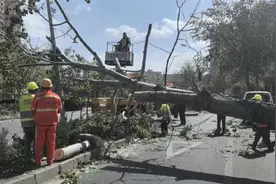 北京的风看着不大实际不小！已刮倒288棵树，19辆车被砸中图片