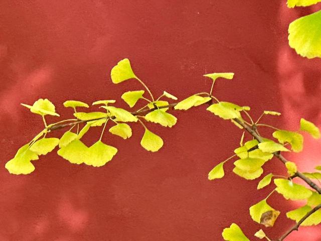 泰山壶天阁银杏披“金衣” 秋日美景引客来