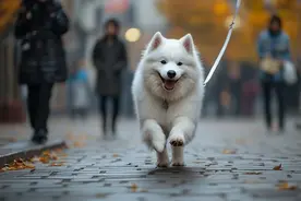 “自来熟”萨摩耶跳上陌生人电瓶车……图片