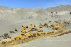 “兄弟连”在荒漠中播撒生机图片