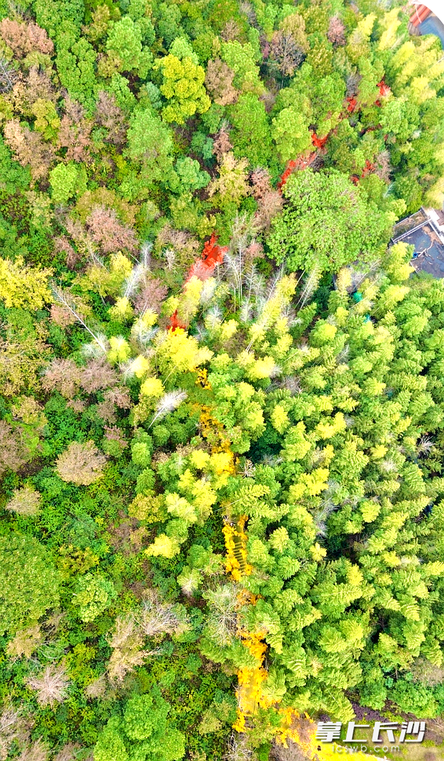 石燕湖“红枫银杏隧道”火了，初冬秋景刷爆社交平台