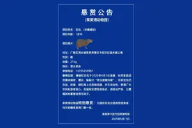 水豚“豆包”和同伙集体“越狱”！动物园发布悬赏公告：赏金为景区门票一张图片