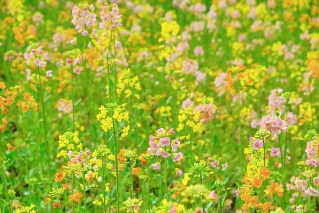 高铁票售罄！直冲29℃，都是晴天，全城爆花迎客