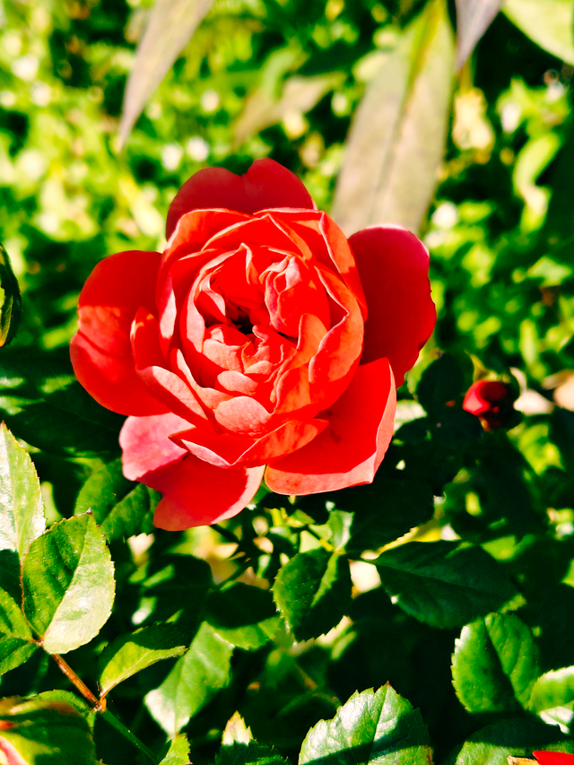 湖畔柳色依旧，陶然亭公园风景正好