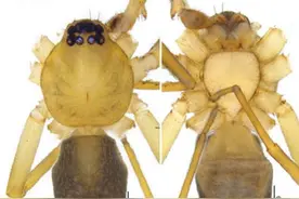 广东丹霞山发现新物种丹霞大斑蛛图片