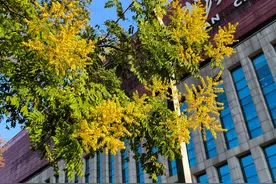 武汉中心城区12万棵栾树正值盛花期，满城尽铺“黄金甲”，专家：结果后树上五彩斑斓图片