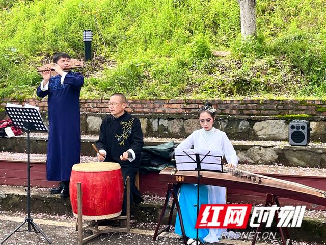 组图丨来泸溪，看樱花漫岸，赴一场春天之约