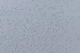 蔡国强烟花秀突发！大量无人机坠海，回应来了图片