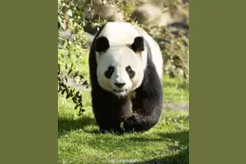 谁能拒绝可爱的熊猫呢？旅法大熊猫见证奥运圣火传递图片