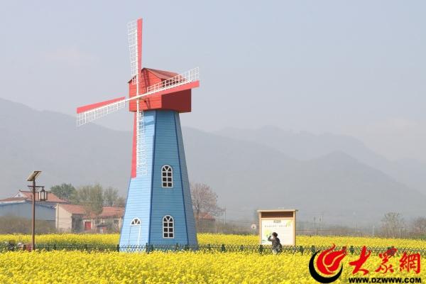 邹平西董百亩油菜花开 春日打卡正当时