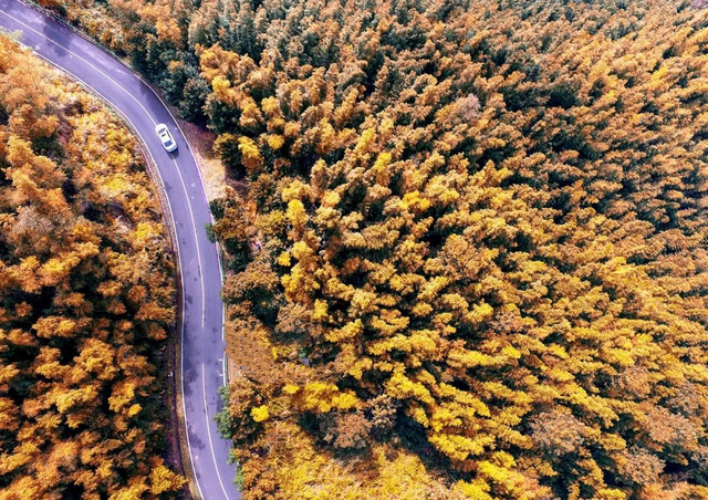 江西秋日自驾天花板，这几条公路带你驶入最美秋色！