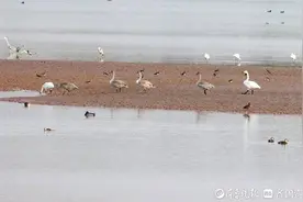 白天鹅一家六口在沉砂池悠闲觅食，和谐相处，画面太温馨了图片