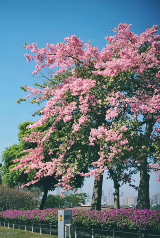 收藏这篇就够了！本地人私藏的广州逛吃指南