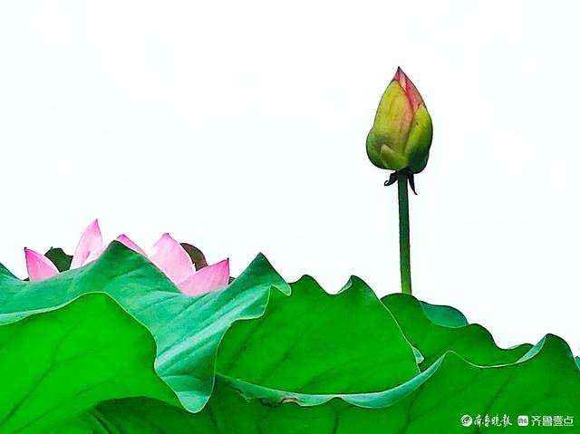 四季湖荷花盛开，千姿百态醉游人