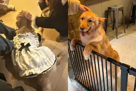 主人将狗送去咖啡店“打工”：上班很积极，回来倒头就睡图片