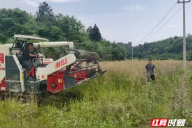 永兴县樟树镇：田间地头收割忙 油菜飘香产业旺图片