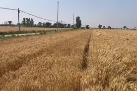 金色麦田，忙收麦图片