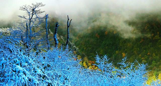 真的下雪啦！瓦屋山初雪突降！彩林+初雪的绝美同框，免门票就能看见！