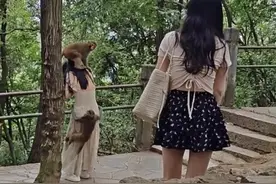骑头抱臀掀裙底，女游客被黔灵山猴群袭击吓到尖叫，景区回应……图片