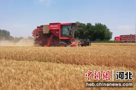 保定徐水区41万余亩小麦迎丰收图片
