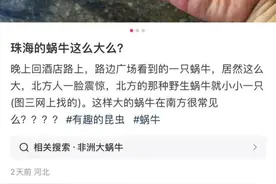 雨后大量出现到处乱爬的大蜗牛！珠海多人遇到！不要碰也不要吃！图片