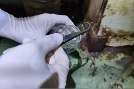 头皮发麻！海关截获2万余只德国蟑螂 系全球性入侵害虫图片