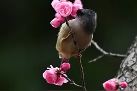 花鸟同框之美！隔着屏幕感受鸟语花香图片