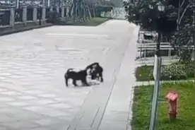 马上评｜恶犬咬伤两岁女童，养犬管理为何频频“掉链”图片