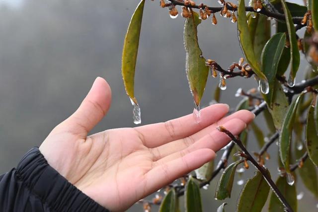 闽侯大湖雨凇美景“限时返场”