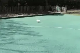 嘎嘎嘎～萌鸭鸭“从天而降”！图片