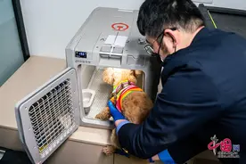 “毛孩子”也能坐高铁啦！高铁宠物托运服务10日启动图片