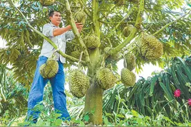 国产榴莲的“科技范儿”（探访）图片