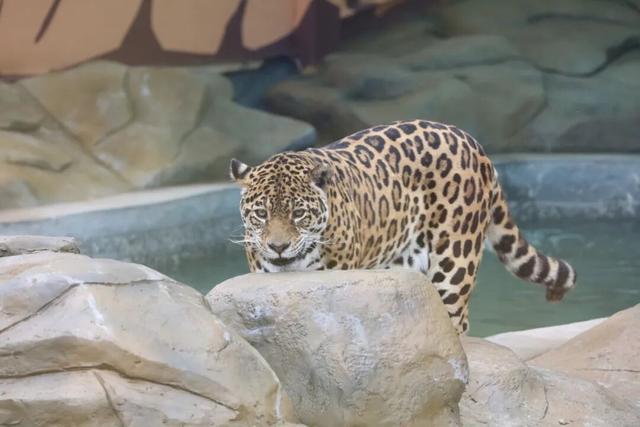 比电影还上头，重庆现实版“疯狂动物城”，超好逛！