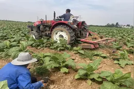 许昌建安：科技护航田管 绘就生产好“丰”景图片