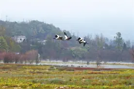 会泽黑颈鹤北迁近尾声 越冬候鸟数超往年图片