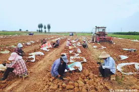 美丽乡村｜ 孟州市会昌街道：白芷飘香地生“金”图片